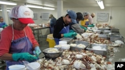 Von Wesson (middle, in blue cap) and her fellow workers are paid by the pound of crab meat they clean from the shells. With fewer crabs coming in, they're earning less money.