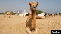 FILE - Camels are seen in a farm with the skyline of Doha, Qatar, in the background. 