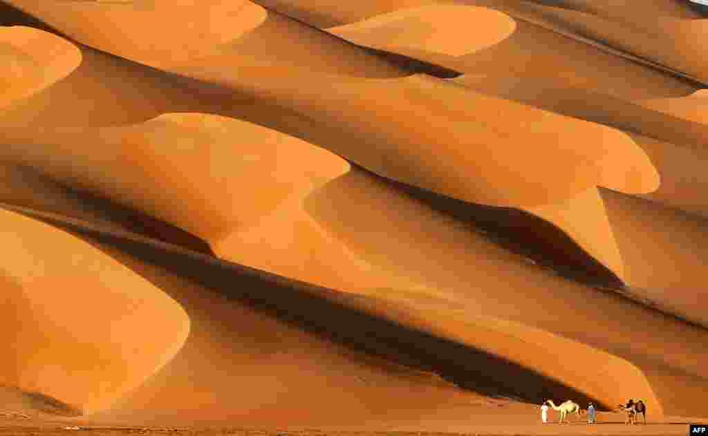 Emirati men walk with their camels across the Liwa desert, some 250 kilometers west of the Gulf emirate of Abu Dhabi, during the Liwa 2017 Moreeb Dune Festival.