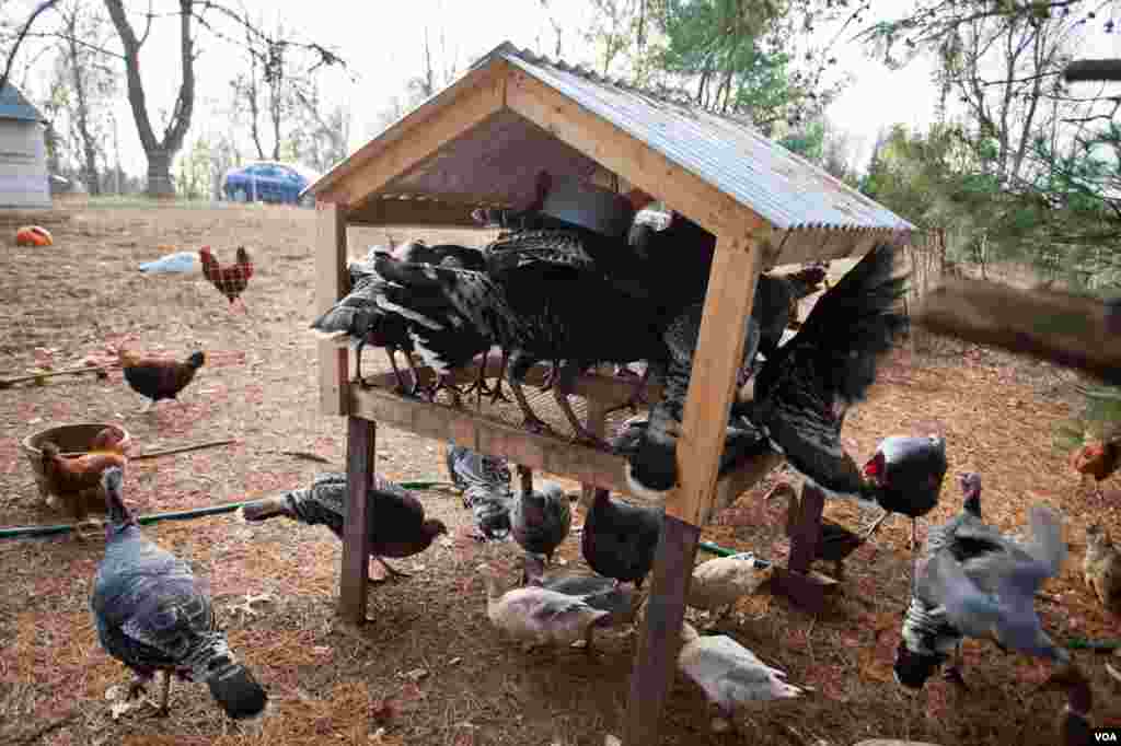 Heritage turkeys at Crowfoot Farm. (Alison Klein/VOA)