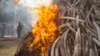 Le Kenya promet de détruire dans l'année tout son stock d'ivoire
