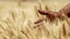 Scientists Unveil Genetic Blueprint for Wheat