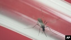 FILE - In this May 23, 2016, file photo, an Aedes aegypti mosquito sits inside a glass tube at the Fiocruz institute where they have been screening for mosquitos naturally infected with the Zika virus in Rio de Janeiro, Brazil.