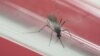 Zika : les cas en Guinée-Bissau diffèrent de la souche identifiée en Amérique