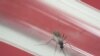 Les premiers moustiques porteurs du Zika détectés aux Etats-Unis