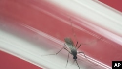 FILE - In this May 23, 2016, file photo, an Aedes aegypti mosquito sits inside a glass tube at the Fiocruz institute where they have been screening for mosquitos naturally infected with the Zika virus in Rio de Janeiro, Brazil.