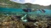 Rạn san hô nổi tiếng thế giới ở Australia lâm nguy
