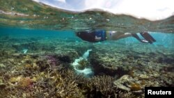 Great Barrier Reef nằm trong danh sách Di sản Thế giới của UNESCO, và mỗi năm thu về 3,5 tỷ đôla cho ngành du lịch Australia. 