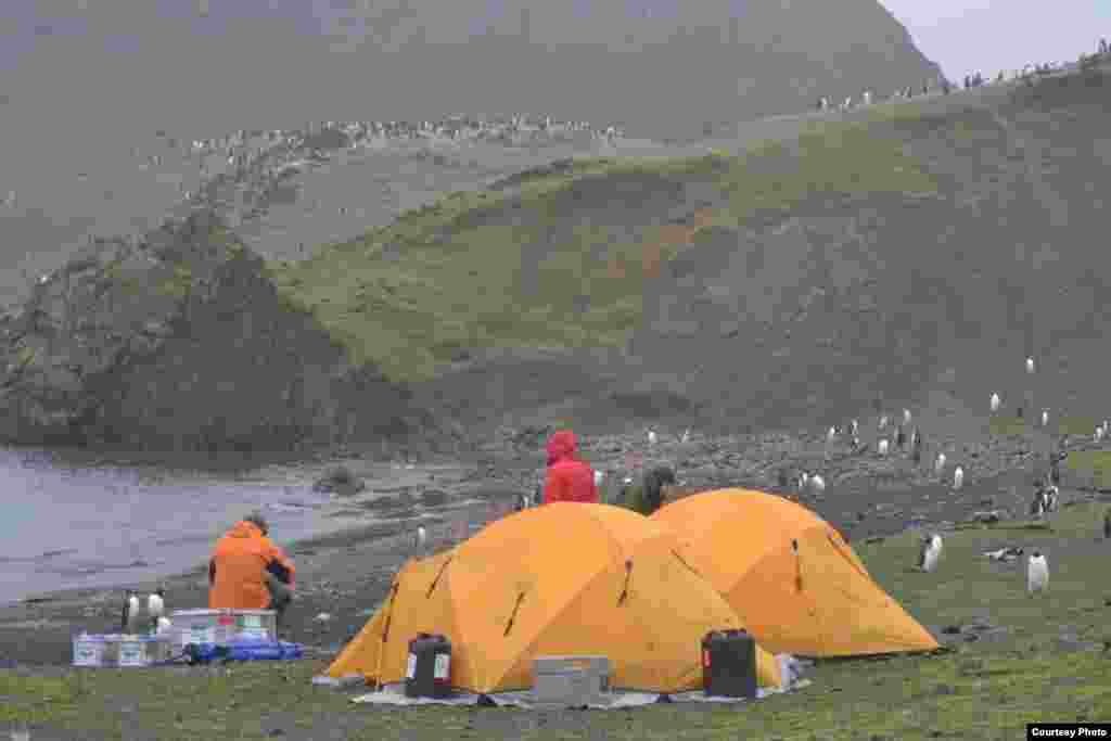 Campsite on Barrientos Island, South Shetland Islands, sharing beach with penguin colony, 2012. (Dan Charman/Matt Amesbury) 