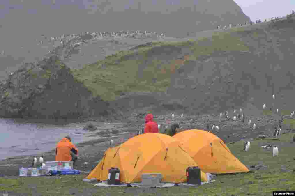 La colonia de pinguinos vista desde el campamento en isla Barrientos en las Shetland del Sur, Islands, en 2012. (Dan Charman/Matt Amesbury) 