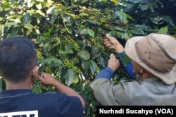 Petani kopi di lereng Gunung Sindoro Jawa Tengah yang akan terdampak lesunya bisnis cafe. (Foto: VOA/Nurhadi Sucahyo)