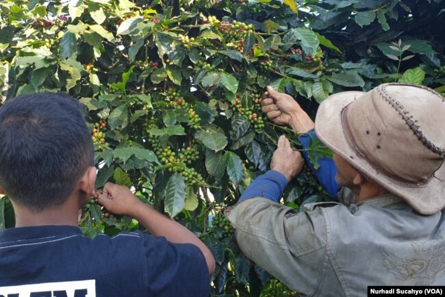 Petani kopi di lereng Gunung Sindoro Jawa Tengah yang akan terdampak lesunya bisnis cafe. (Foto: VOA/Nurhadi Sucahyo)
