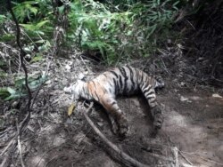 Satu dari tiga bangkai harimau Sumatera yang ditemukan mati karena infeksi luka terkena jerat di Desa Ie Buboh, Kecamatan Meukek, Kabupaten Aceh Selatan, Aceh, Kamis 26 Agustus 2021. (Courtesy: BKSDA Aceh)