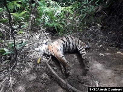 Satu dari tiga bangkai harimau Sumatera yang ditemukan mati karena infeksi luka terkena jerat di Desa Ie Buboh, Kecamatan Meukek, Kabupaten Aceh Selatan, Aceh, Kamis 26 Agustus 2021. (Courtesy: BKSDA Aceh)