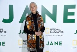 Jane Goodall tiba di pemutaran perdana "Jane" Los Angeles di Hollywood Bowl pada Senin, 9 Oktober 2017, di Los Angeles (Foto: AP/Chris Pizzello)