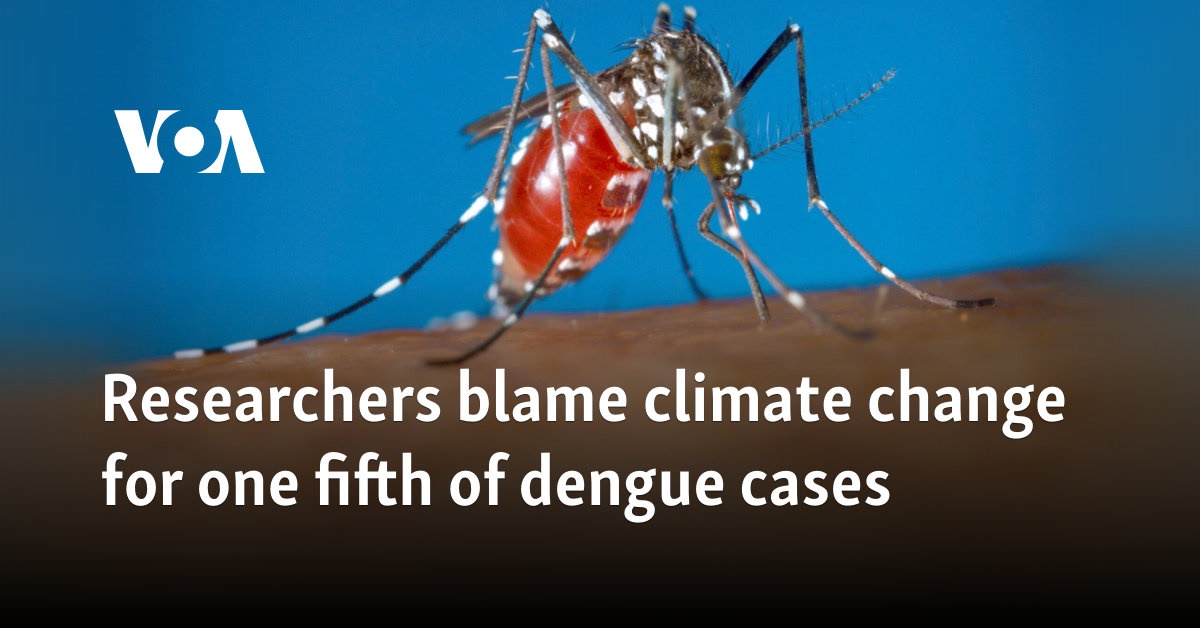 Climate Change Fuels Surge in Global Dengue Cases, Researchers Warn