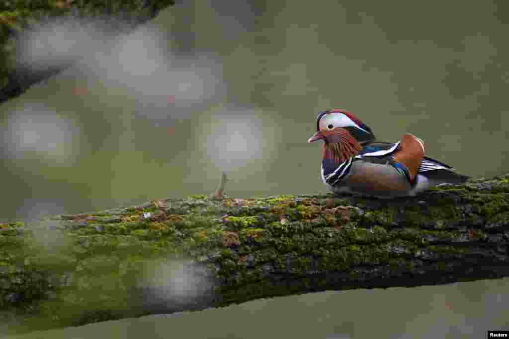 A duck sits on a branch at the shore of the Hinterbruehler Lake next to the Isar River in Munich, Germany.