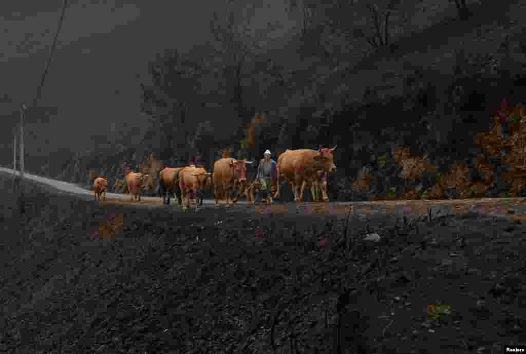 산불 피해를 입은 스페인 갈라시아시 산마르틴에서 농부가 불에 탄 나무들을 지나 소떼를 몰고 가고 있다.