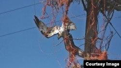 This is how ospreys’ unhealthy affinity for baling twine can kill. Idaho Fish and Game biologist Beth Waterbury rescued this osprey in the nick of time. (Beth Waterbury, Idaho Fish and Game)