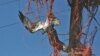 An osprey becomes entangled in baling twine used to feather its nest in Idaho. (Beth Waterbury, Idaho Fish and Game)