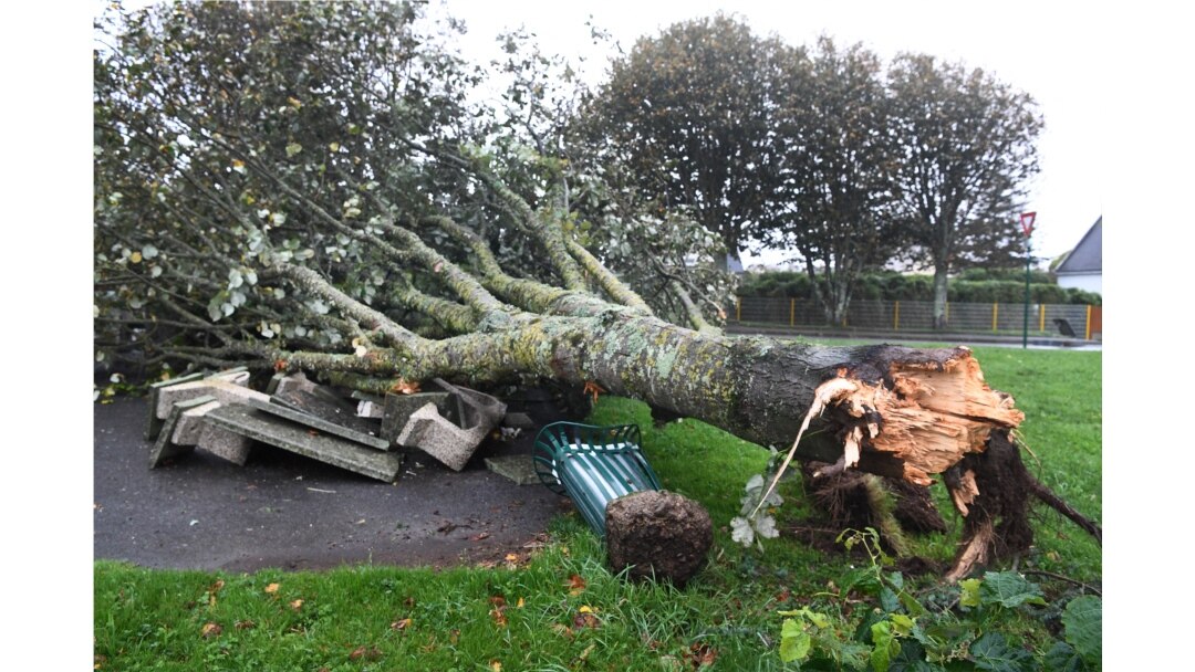 Pohon tumbang akibat dihempas badai Aurore di Plozevet, Brittany, 21 Oktober 2021.