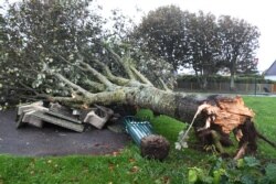 Pohon tumbang akibat dihempas badai Aurore di Plozevet, Brittany, 21 Oktober 2021.