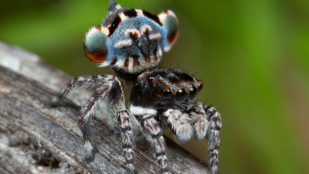 Jumping spiders - The Australian Museum