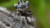 Một mẫu nhện Peacock Spider mới được khám phá của Úc, Maratus Lobatus, trong một bức ảnh từ Úc không ghi ngày tháng. 