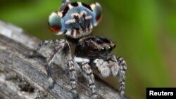 Một mẫu nhện Peacock Spider mới được khám phá của Úc, Maratus Lobatus, trong một bức ảnh từ Úc không ghi ngày tháng. 