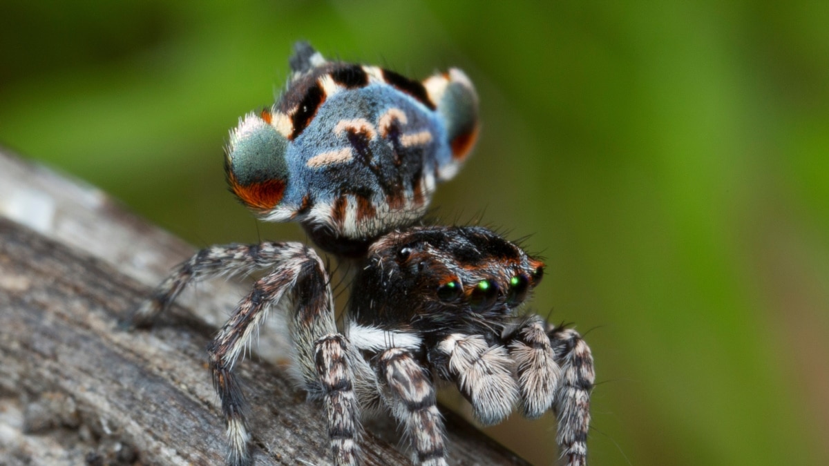 小蜘蛛可能是大杀手
