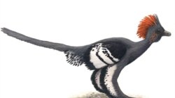 A drawing of Anchiornis huxleyi