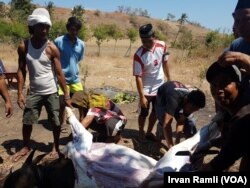 Penyembelihan hewan kurban di pos pengungsian lapangan Mentigi, Lombok Utara, Rabu 22 Agustus 2018. (Foto:VOA/Irvan Ramli)