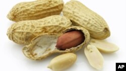 Similar to allergy shots for dust and pollen, feeding peanuts in tiny amounts is designed to reprogram the young patients’ immune system so peanuts don’t provoke life-threatening reactions.