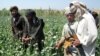 افغانستان به ۵۰۰۰ نیروی مبارزه با مخدرات نیاز دارد