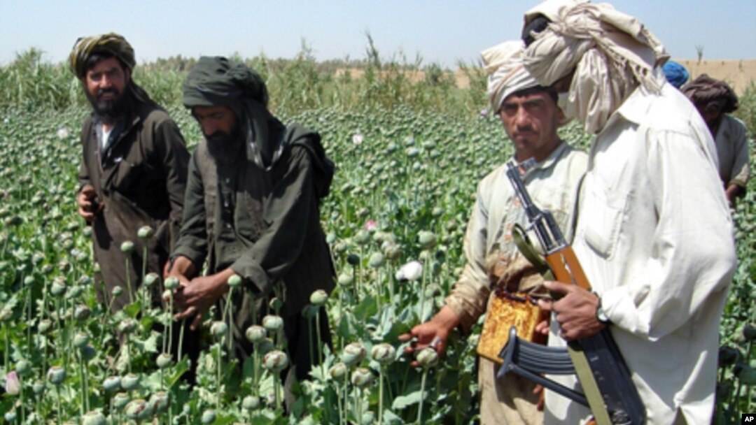 بیش از ۹۰ درصد تریاک جهان را افغانستان تولید می کند