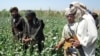 کاهش کشت کوکنار در افغانستان می‌تواند سبب تولید مواد مخدر مصنوعی شود-گزارش