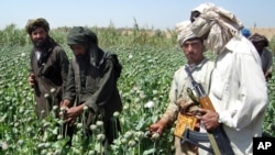 امنیتي چارواکي او دمخدره مواد و نړۍ وال ماهران وايي د افغانستان بغاوت د مخدره موادو په تجارت کې قوی لاس لري.