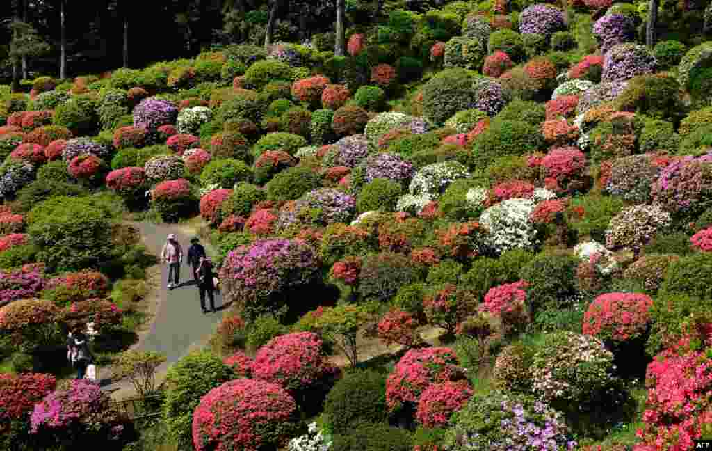 Visitors stroll through a garden with colorful azalea bushes in full bloom at Shiofune-kannonji temple in Ome City, Tokyo.