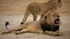 Lion Kills Safari Guide in Zimbabwe Park