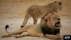 津巴布韦著名的黑鬃狮子西塞尔被杀害前的雄姿(2012年10月21日 资料照片)