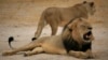 2nd American Accused of Killing Lion Illegally in Zimbabwe