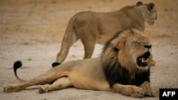 This handout picture taken on Oct. 21, 2012 by the Zimbabwe National Parks agency shows a much-loved Zimbabwean lion called "Cecil" which was allegedly killed by an American tourist on a hunt using a bow and arrow.