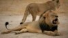 动物保护组织谴责南非虐待狮子