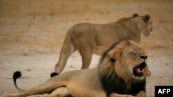 This handout picture taken on October 21, 2012 and released on July 28, 2015, by the Zimbabwe National Parks agency shows a much-loved Zimbabwean lion called "Cecil" which was allegedly killed by an American tourist on a hunt using a bow and arrow.