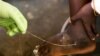 WHO: Guinea Worm Disease on Verge of Eradication