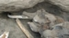 На Таймыре найдены останки мамонта