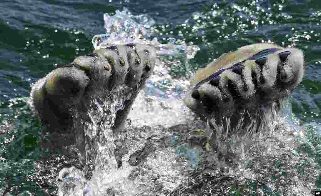 A polar bear jumps into the water during an extremely hot summer, at the zoo in Gelsenkirchen, Germany.