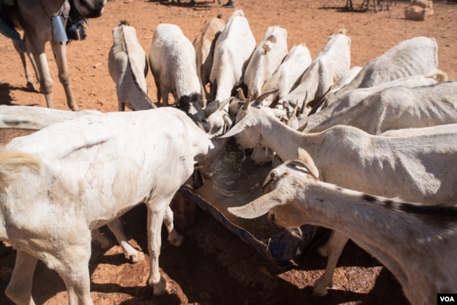 Goats with ribs showing crowd around a a trough of well water in Somaliland region of Somalia, which is experiencing a devastating drought, on Feb. 9, 2017. (VOA/Jason Patinkin)