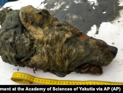 FILE: The head of an Ice Age wolf that was found in Russia's frozen permafrost. It's brain, fur and tissues were perfectly preserved.