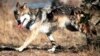 US, States Agree to Collaborate on Mexican Wolf Recovery